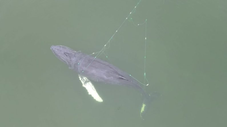 La baleine a presque coopéré avec ses sauveurs. (Photo : Pomorze Zachodnie/Facebook)