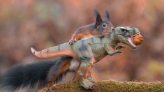 Un photographe capture des écureuils jouant avec des dinosaures jouets dans une adorable série de photos