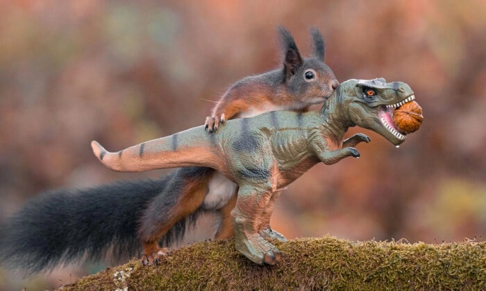 Un photographe capture des écureuils jouant avec des dinosaures jouets dans une adorable série de photos