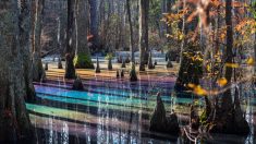 Phénomène rarissime : un marais prend une incroyable couleur arc-en-ciel aux États-Unis