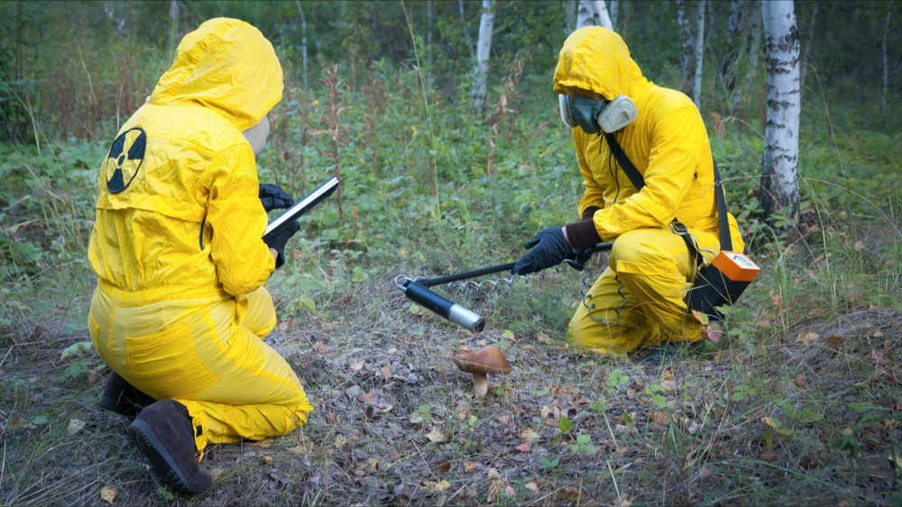 Un champignon mangeur de radiations prospère à Tchernobyl et provoque l'intérêt des chercheurs