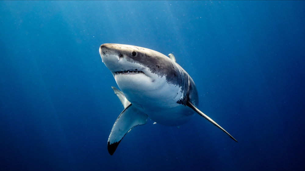 Un mal inconnu tue les grands requins blancs au Canada, plusieurs charognes retrouvées sur les plages