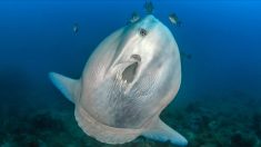 Japon : un aquarium réconforte un poisson-lune souffrant de solitude extrême avec des silhouettes humaines en carton