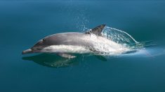 Un dauphin retrouvé mort avec la queue attachée sur une plage du Cotentin