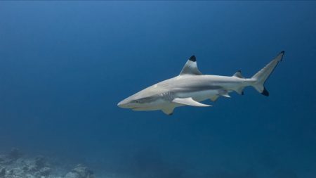 Caraïbes : un requin arrache les deux mains d’une touriste qui tentait de le photographier