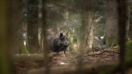 Couple attaqué par un sanglier : la plainte visant les chasseurs classée sans suite