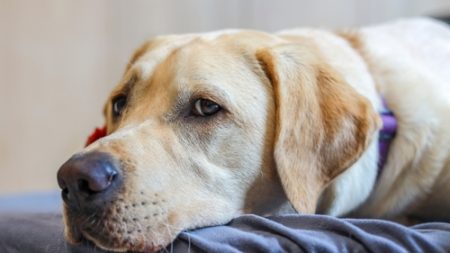 Cantal : le rôle positif d’un labrador « sur la concentration des élèves et sur leur moral », dans un lycée d’Aurillac