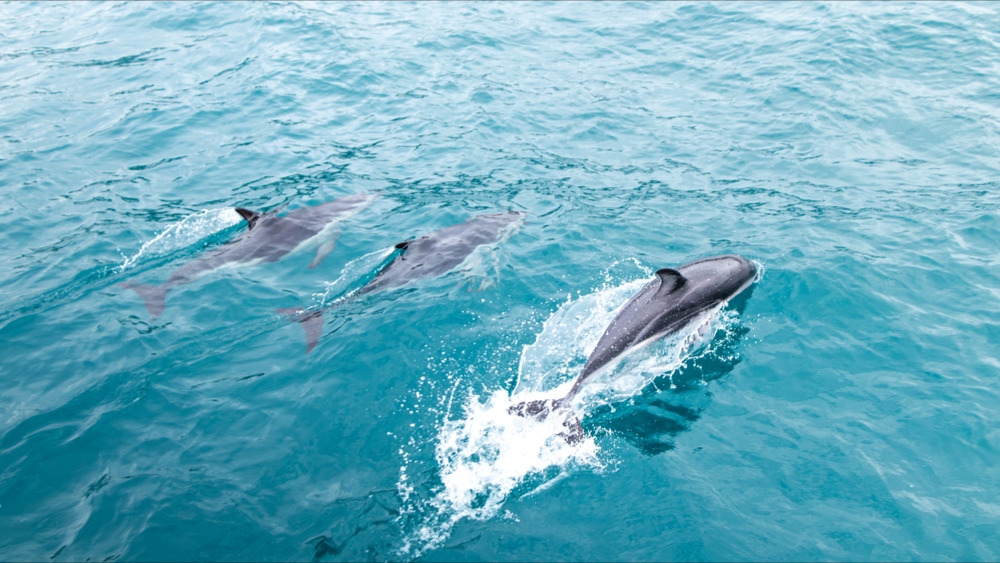 Une dizaine de dauphins et un phoque retrouvés échoués sur les plages de la Presqu'île de Guérande