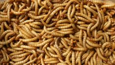 Encore plus de farines d’insectes dans nos assiettes en 2025, quels sont les dangers ?