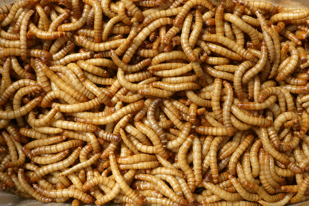 Encore plus de farines d’insectes dans nos assiettes en 2025, quels sont les dangers ?