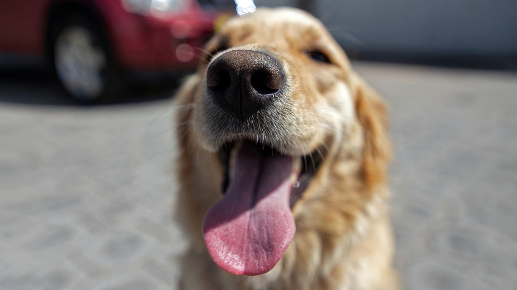 « Il pleurait et sautait sur moi » : un golden retriever coincé dans une mine de charbon, retrouvé après 11 jours par un randonneur