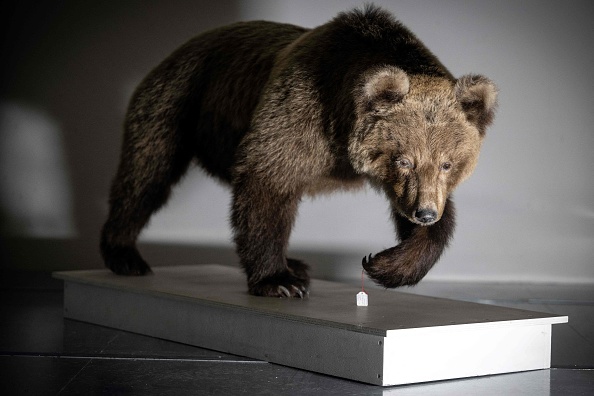 L'ourse des Pyrénées Caramelles dans le laboratoire de taxidermie du Muséum de Toulouse, le 17 janvier 2023. (Photo LIONEL BONAVENTURE/AFP via Getty Images)