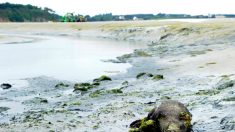 La prolifération d’algues vertes a causé la mort d’un sanglier sur une plage bretonne en 2024