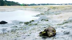 La prolifération d’algues vertes a causé la mort d’un sanglier sur une plage bretonne en 2024