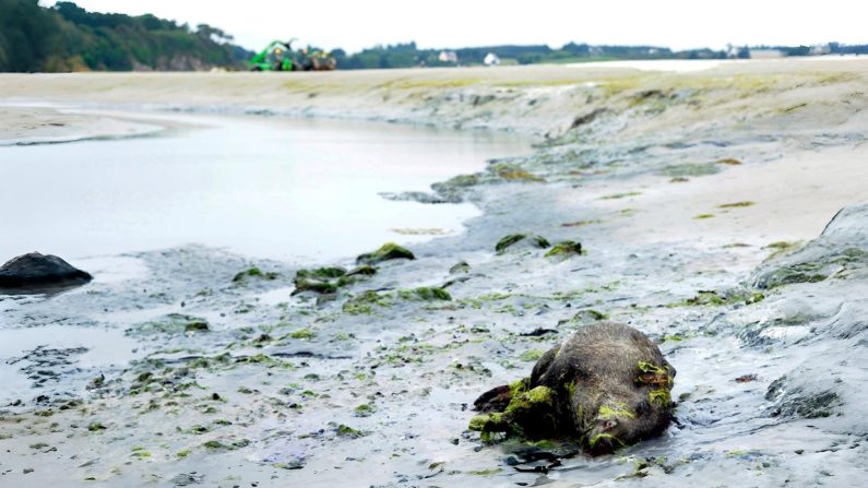 Un sanglier mort gît dans une anse de la baie de Saint-Brieuc sur la commune de Morieux, le 26 juillet 2011. Illustration. (DAMIEN MEYER/AFP via Getty Images)