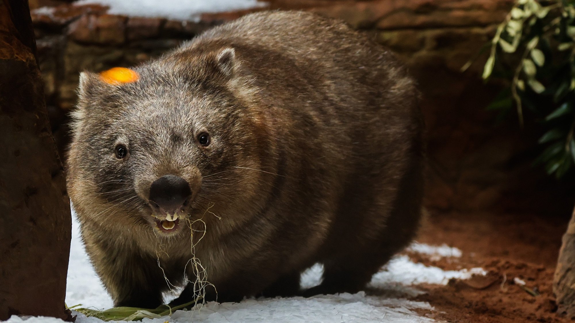 Une influenceuse américaine présente ses excuses pour avoir enlevé un bébé wombat à sa mère en Australie