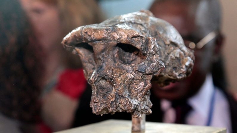 Une photo prise le 11 novembre 2013 au siège de l'Unesco à Paris montre un moulage du crâne de Toumaï qui a conduit à la découverte d'une espèce éteinte. (JACQUES DEMARTHON/AFP via Getty Images)