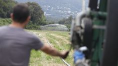 L’assassinat d’un agriculteur « lanceur d’alerte », en Corse, suscite l’indignation