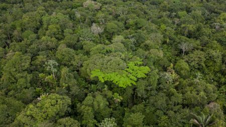 Une portion de la forêt amazonienne détruite… pour accueillir la COP 30