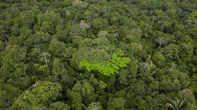 Vue aérienne de la forêt amazonienne, prise le 6 décembre 2024. (Photo : PABLO PORCIUNCULA/AFP via Getty Images)