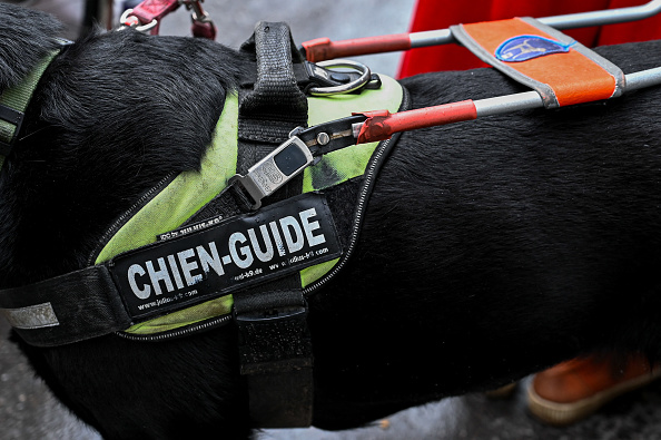 Malvoyante avec son chien guide, elle est refoulée d'un magasin qui n'accepte pas les animaux