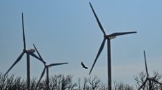 Surmortalité d’oiseaux protégés : EDF au pénal pour des éoliennes implantées dans l’Hérault