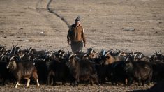 Mongolie : Dans les steppes, le climat déréglé pousse les bergers à bout