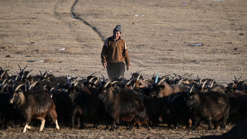 Cette photo prise le 19 février 2025 montre l'éleveur Zandan Lkhamsuren gardant ses dernières chèvres à Kharkhorin, dans la province d'Ovorkhangai, en Mongolie centrale. REPORTAGE de Rebecca Bailey. (JADE GAO/AFP via Getty Images)