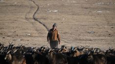 Mongolie : Dans les steppes, le climat déréglé pousse les bergers à bout