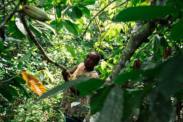 Judith Kahindo, 40 ans, originaire de la province de l'Ituri et déplacée par les massacres du groupe armé Allied Democratic Forces (ADF) en 2021, récolte du cacao dans son champ à Mavivi, à la périphérie de Beni, au Nord-Kivu, dans l'est de la République démocratique du Congo, le 14 décembre 2024. (PHILEMON BARBIER/AFP via Getty Images) 