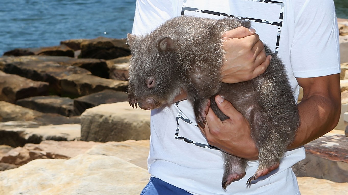 Une influenceuse américaine en Australie s'excuse après avoir retiré un bébé wombat à sa mère