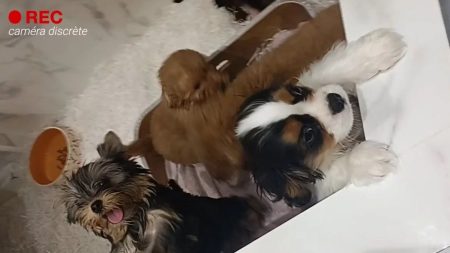 Des ventes illégales de chiens et de chats en animalerie, alerte la fondation 30 Millions d’amis