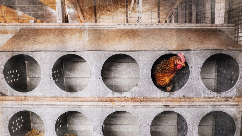 Une poule se prépare à pondre un œuf dans le poulailler d'une ferme avicole à Williamston, Michigan, le 8 février 2023. (Matthew Hatcher/AFP via Getty Images)