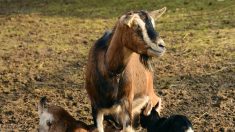 Morbihan : ne voulant pas envoyer ses chevreaux à l’abattoir, une éleveuse lance un appel à l’adoption