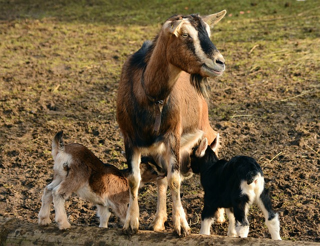 Morbihan : ne voulant pas envoyer ses chevreaux à l’abattoir, une éleveuse lance un appel à l’adoption