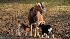 Morbihan : ne voulant pas envoyer ses chevreaux à l’abattoir, une éleveuse lance un appel à l’adoption