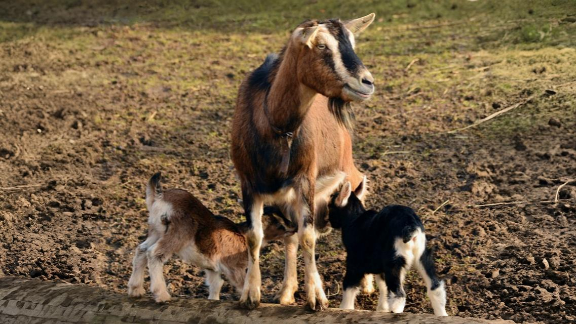 Morbihan : ne voulant pas envoyer ses chevreaux à l’abattoir, une éleveuse lance un appel à l’adoption