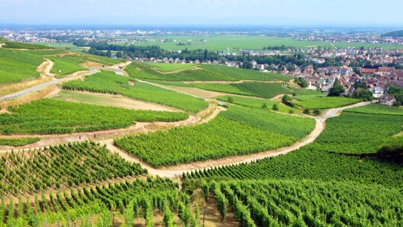 Les vignobles, qui jalonnent la Route du Vin d'Alsace, cultivent des cépages familiers comme le riesling et le pinot gris, mais le vin qu'ils produisent est typiquement alsacien. (Rick Steves' Europe)