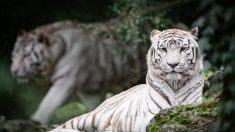 Gironde : le zoo de Pessac annonce la mort de Kiara, son « emblématique femelle tigre blanc »