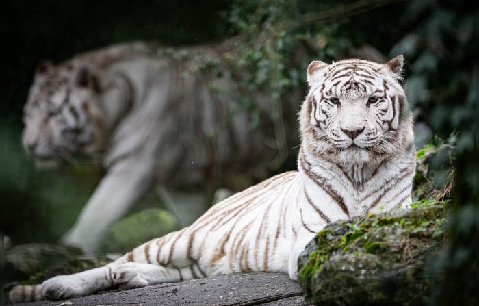 L'emblématique femelle tigre blanc Kiara et son frère Ashka, au zoo de Pessac (Gironde). (Crédit photo Facebook Zoo de Pessac)