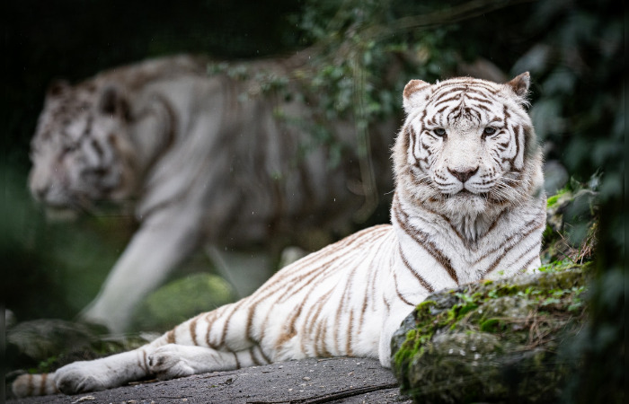 Gironde : le zoo de Pessac annonce la mort de Kiara, son « emblématique femelle tigre blanc »