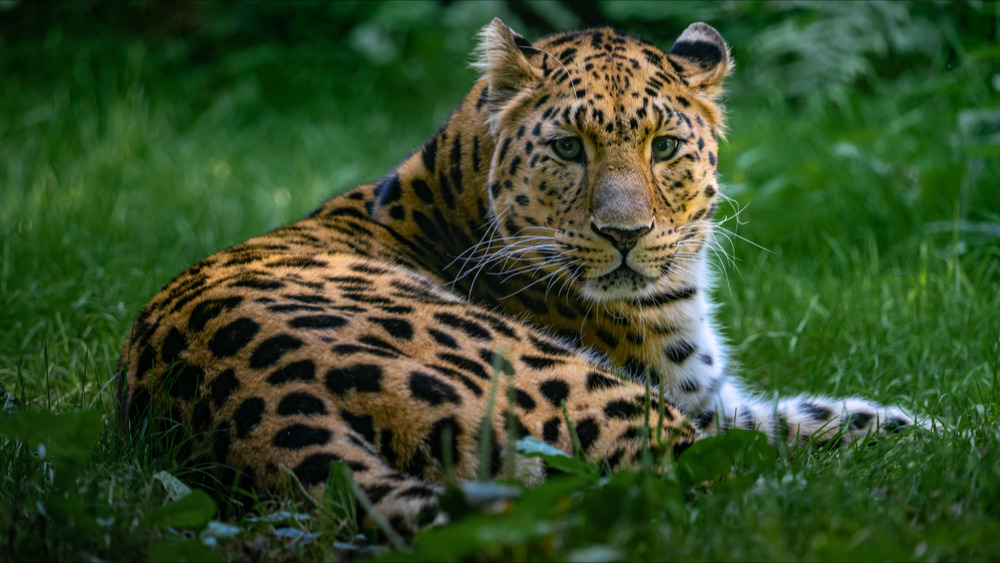 Lyon : une panthère de l'Amour du parc de la Tête-d'Or envoyée à Mulhouse, son partenaire désormais seul