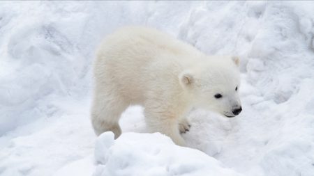 Norvège : au Svalbard, les oursons polaires sortent pour la première fois de leur tanière hivernale