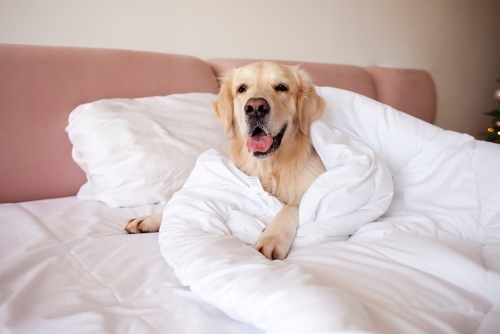 Une expérience apaisante : un Français sur trois dort avec son animal de compagnie