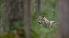 Un loup en situation d’attaque sur un troupeau abattu dans la Drôme