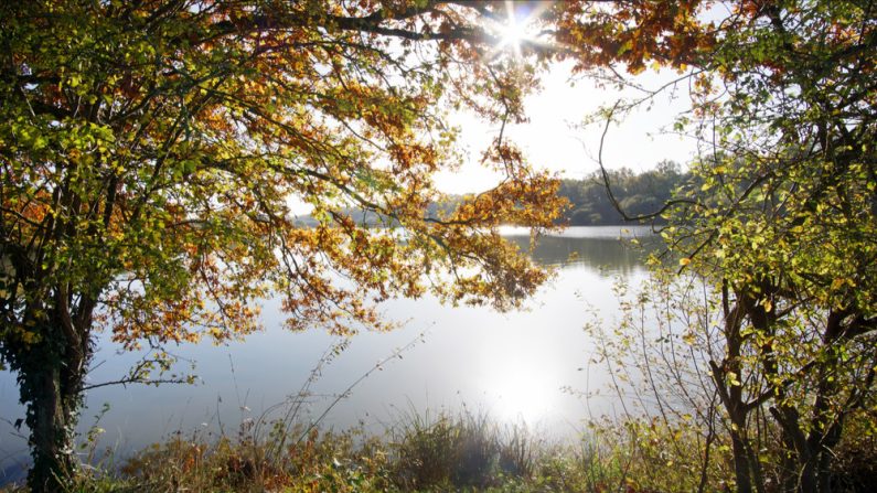 Étangs de Hollande, forêt de Rambouillet. (Image : bensliman hassan/Shutterstock)