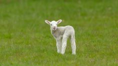 « C’est effroyable » : 28 agneaux abattus à l’arme à feu dans un élevage des Vosges