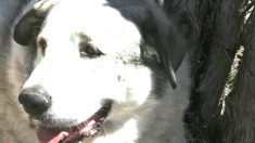 Un enfant de 2 ans fait 12 km seul en pleine nuit dans le désert d’Arizona, il est retrouvé et protégé par un chien de ferme