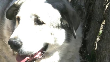 Un enfant de 2 ans fait 12 km seul en pleine nuit dans le désert d’Arizona, il est retrouvé et protégé par un chien de ferme