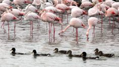 Camargue : le plomb interdit, continue d’empoisonner les oiseaux